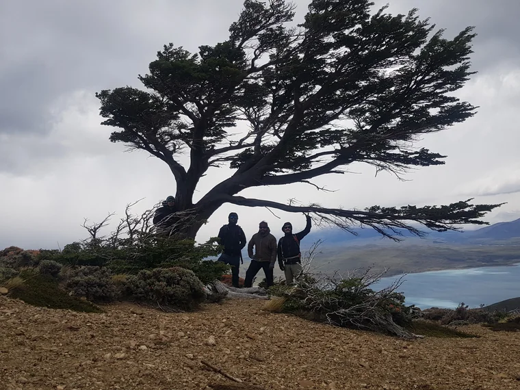 Arbol moldeado por el viento en Torres del Paine